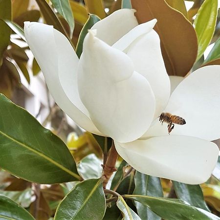 Healesville House - Magnolia House Esterno foto