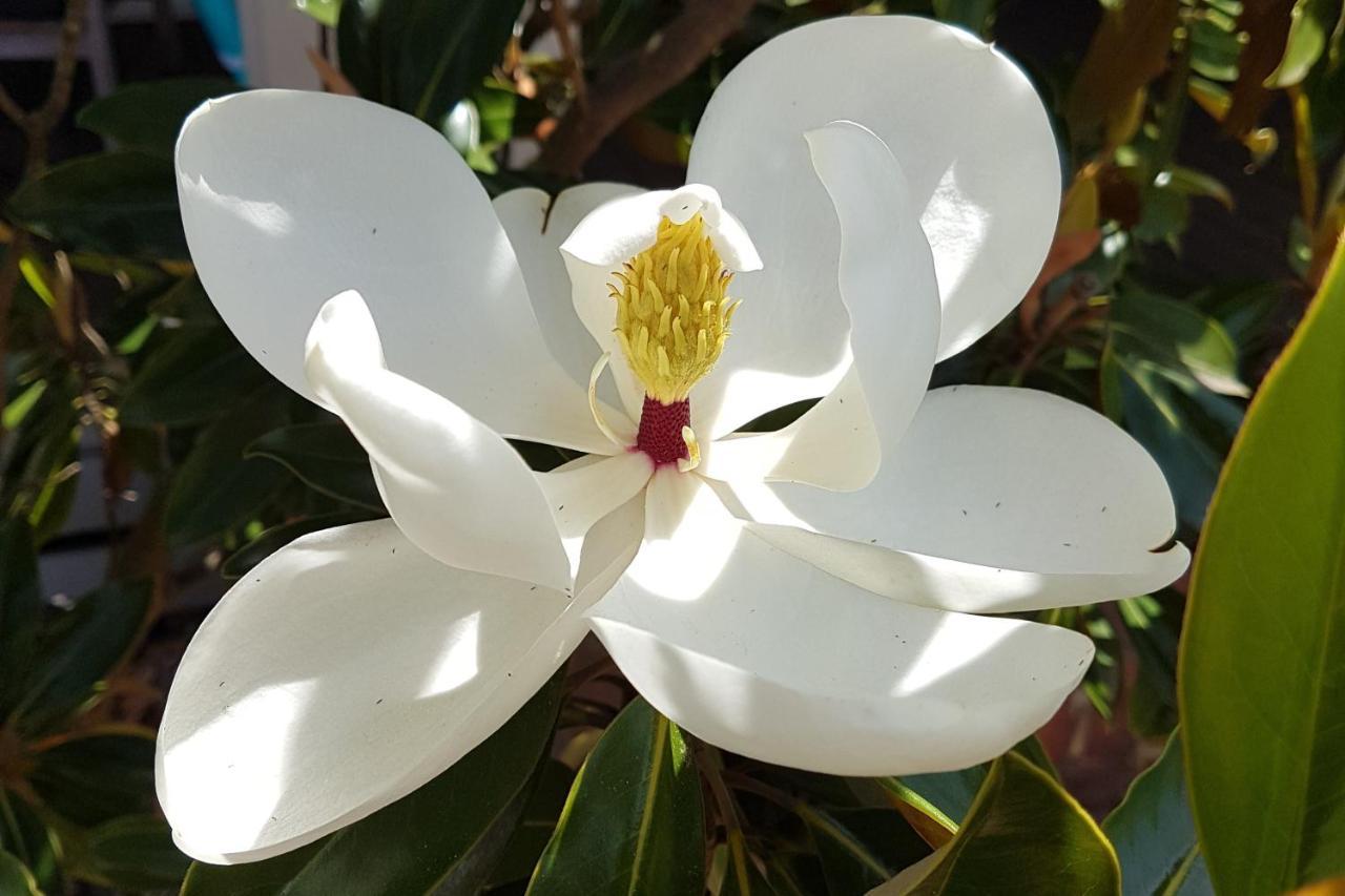 Healesville House - Magnolia House Esterno foto